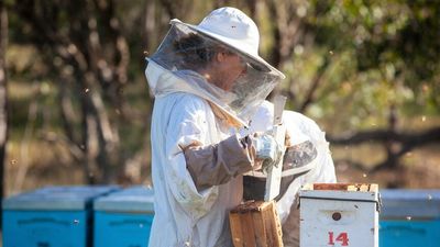 Commercial beekeeper hopes to pass business to another woman, challenge industry stereotypes