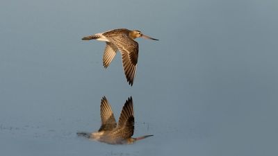 Bar-tailed godwit flies 13,500km from Alaska to Tasmania, breaking world record for non-stop bird flight