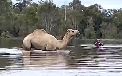 Rescuers brave floods for special ‘Humpday’ rescue