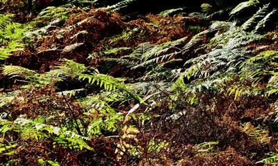 Country diary: Nothing can hold back the bracken