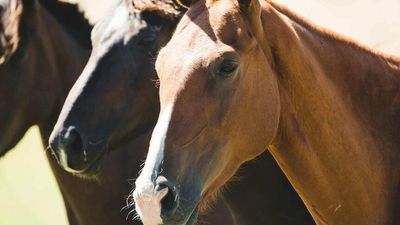 Spirit of Tasmania operator found guilty of breaching animal welfare laws after pony deaths