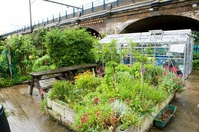 Grow your own food: apply for an allotment, find a community space or rent a disused plot across London