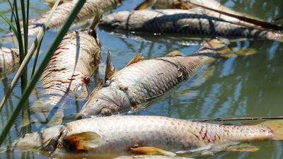 Warehousing company charged over Melbourne chemical spill which led to major fish kill