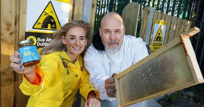Dublin Bus depot transforms into home to unbee-lievable 150,000 bees