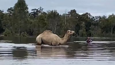 Camel the latest animal to be rescued by emergency service personnel during NSW floods