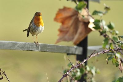 Being around birds ‘linked to mental wellbeing boost’