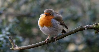 Being around birds is good for our mental health, scientists find