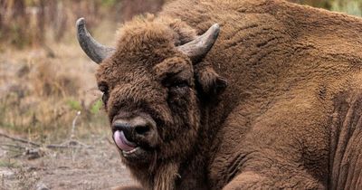 Europe's largest 80 stone mammal returns to British countryside for first time since the Ice Age