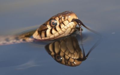 Look out! Snakes surface as another hazard of flood waters
