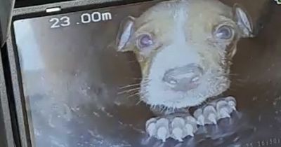 Puppy terrified of fireworks gets stuck in 23m drainpipe for four hours