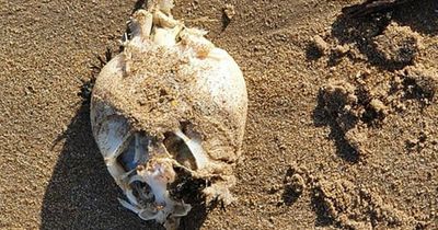 East Lothian woman finds creepy creature's skeleton washed up on popular beach