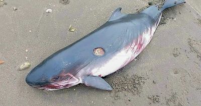 Incredible moment 63st pregnant whale is saved after washing up on beach