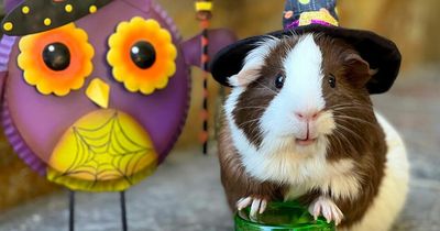 Guinea pig owner turns pets into cutest witches and wizards for Halloween photoshoot