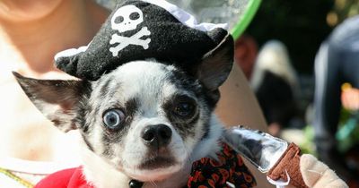 Pet owners warned not to dress dogs and cats in 'demeaning' Halloween costumes