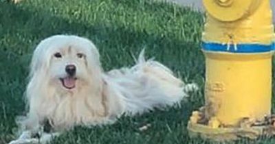 Dog refuses to leave spot he last saw his owners - but they're never coming back