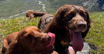 Three stunning hikes you can go on in the Cairngorms with your dog