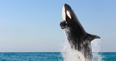 Sharks desperately flee a deadly duo of killer whales that have terrorised great whites