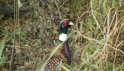 The hen-to-rooster ratio changed for Illinois’ controlled pheasant hunting, which starts soon