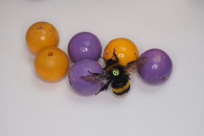 Bumble bees ‘play with balls for enjoyment’