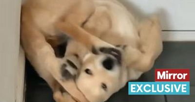 Talented dog who can do 'gymnastics' and bend his body in half goes viral