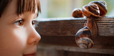 Curious Kids: what is snail slime – and why is it shiny?