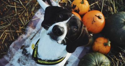 Dogs Trust offer advice for owners to help keep pets safe during Halloween