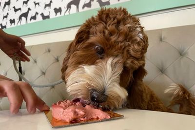 At San Francisco restaurant, pups chow on filet mignon