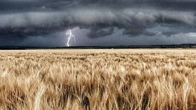 Floods 'worse than drought' as farmers helpless to stop their 'most expensive wheat crop ever' going under