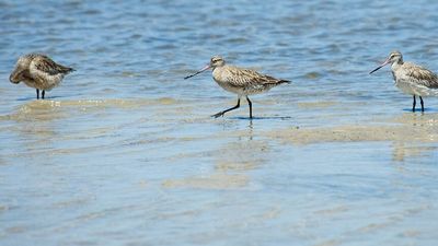 Pumicestone Passage habitat used by birds that hold nonstop flight record under threat