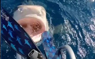 ‘I love that tiger shark’: Scientist calmly enters ocean as tiger shark ‘Queen Nikki’ bites flipper in video