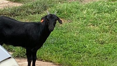 Rogue black goat smashes through window of family home, Kapunda couple say