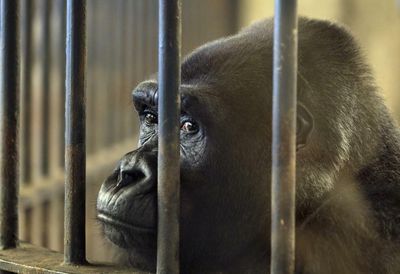 ‘Dying of boredom’: the fight to release Thailand’s shopping mall gorilla