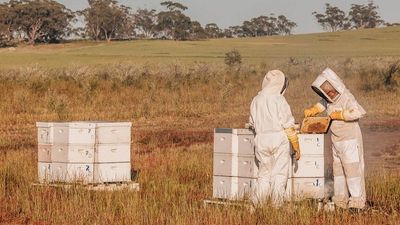 WA honey producer calls on farmers to back Manuka honey industry and plant native tree Leptospermum