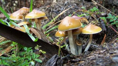 Magic mushrooms to be studied at new Australian centre for eating disorders