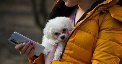 Lanarkshire MSP backs proposed law designed to tackle dog thefts