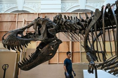 T-rex in Singapore as experts decry 'harmful' auctions