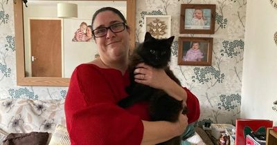 Owners horrified after cats shaved by mystery stranger