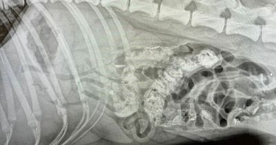 Dublin dog's X-ray reveals shocking blockage in intestines
