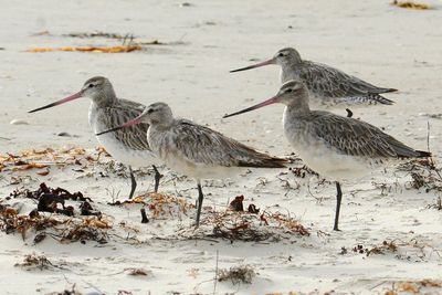 Alaska-Australia flight could place bird in record books