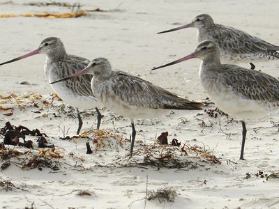 A non-stop flight from Alaska to Tasmania may be for the birds — and a possible record