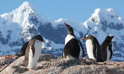 I’m going to spend five months with penguins, and no wifi or running water – here’s why