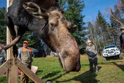 As Maine’s winters shorten, tiny ticks threaten state’s mighty moose