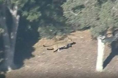 Mountain lion spotted in Los Angeles suburb forcing primary school to lockdown