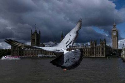 Zombie pigeons in the UK: Mystery bird illness turns living birds into zombies