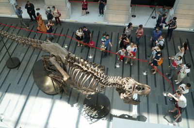 T-Rex skeleton wows Singaporeans before auction