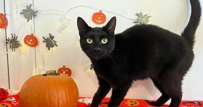 Black cats with ‘spooky’ names hope to find forever homes this Halloween weekend