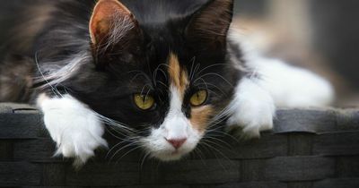 How to keep cats safe as the clocks change this weekend