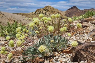 Legal threat over lithium mine in rare Nevada flower habitat