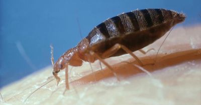 Travel expert shares method to check for bed bugs in hotel rooms after rise in cases