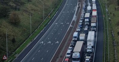 Long delays on M62 after COWS invade motorway